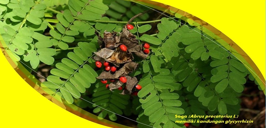 Beragam Manfaat Tanaman Saga